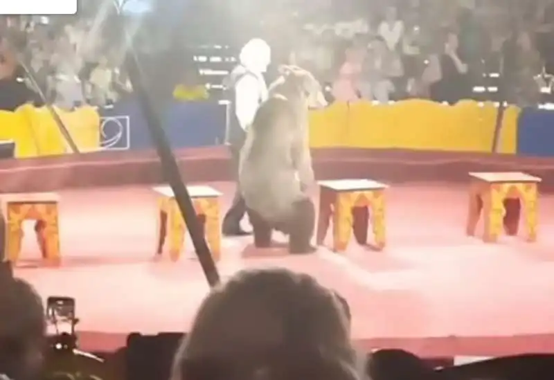 orso attacca addestratore in un circo in russia 6