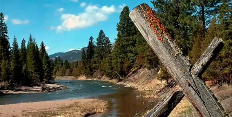 orso grizzly in montana 3