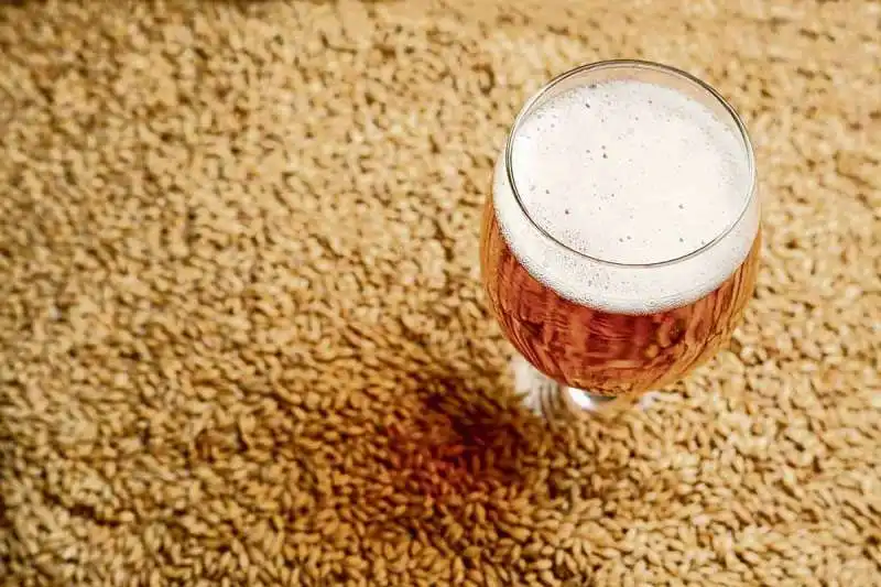 ORZO PER LA PRODUZIONE DEL MALTO DA BIRRA 