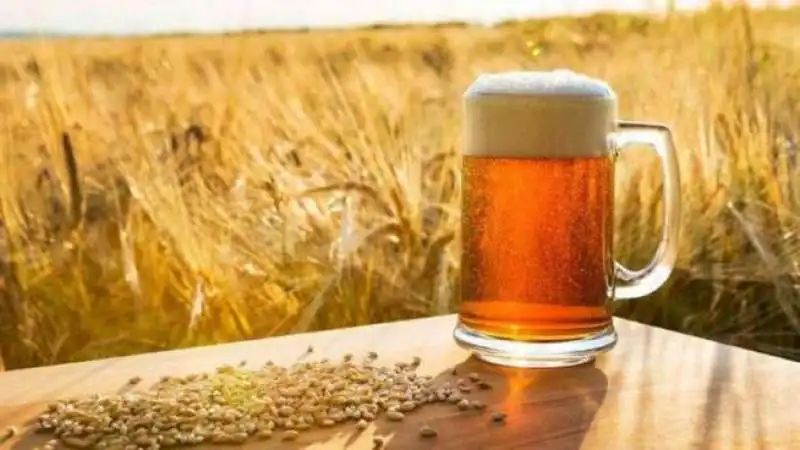 ORZO PER LA PRODUZIONE DEL MALTO DA BIRRA 