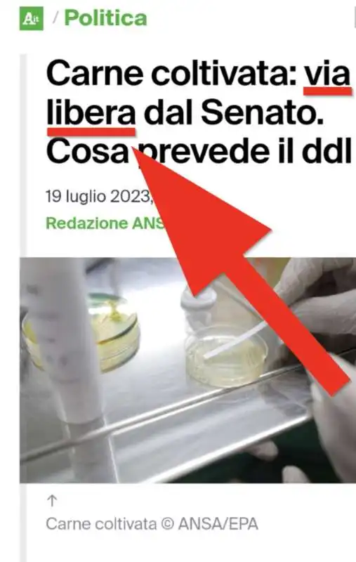 ansa, via libera alla carne coltivata