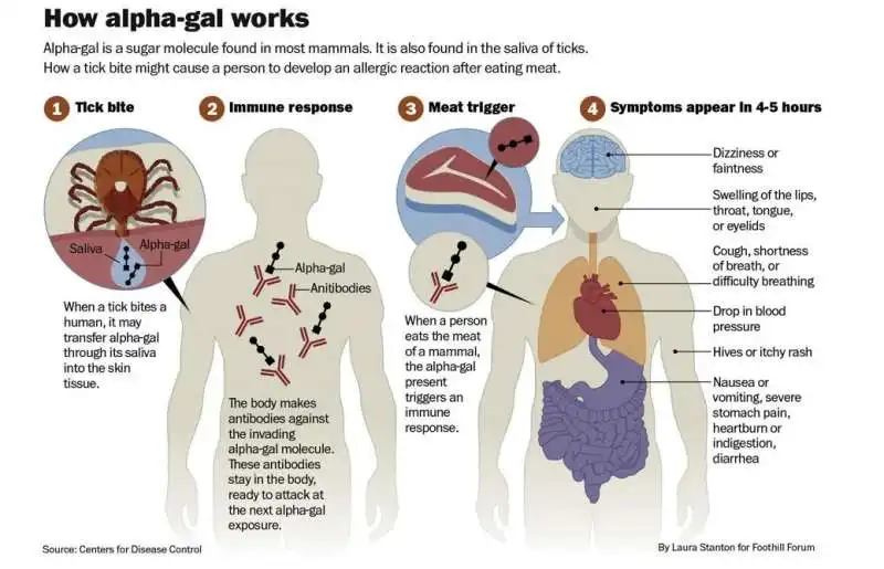 sintomi sindrome di alpha gal  2