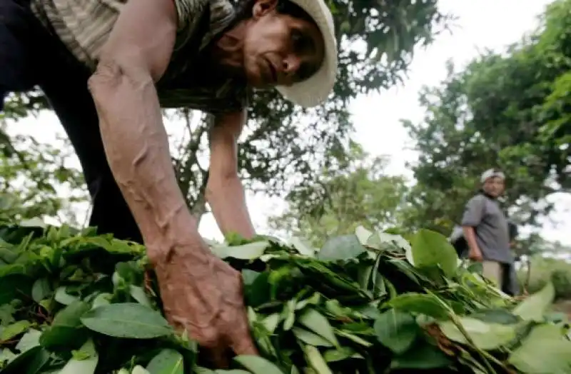 coltivazione di coca in colombia 11