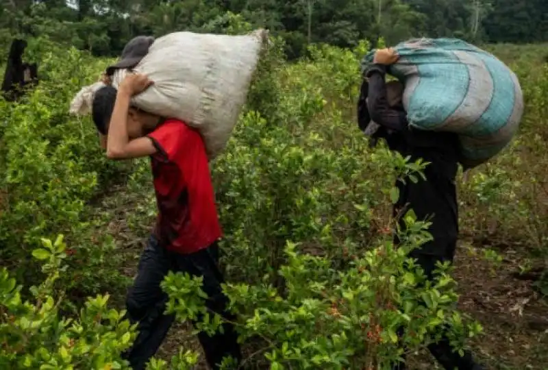 coltivazione di coca in colombia 17