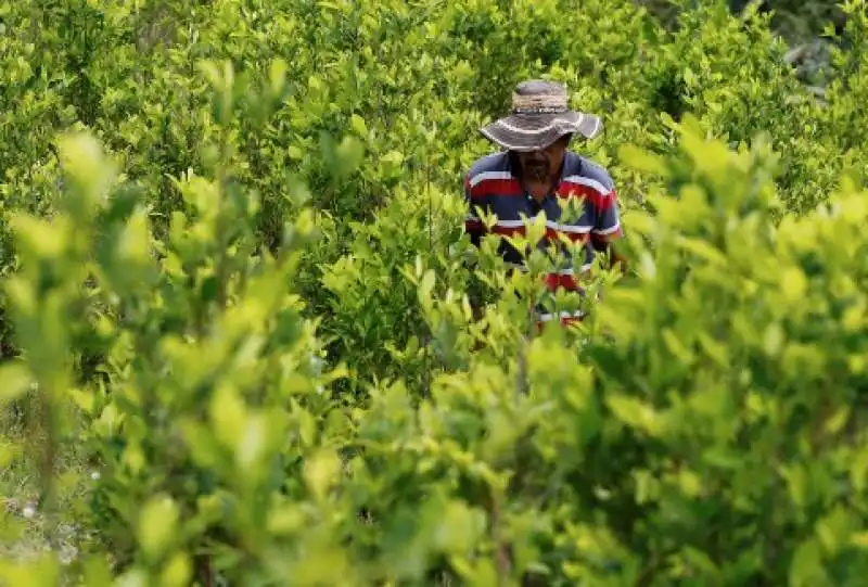 coltivazione di coca in colombia 7