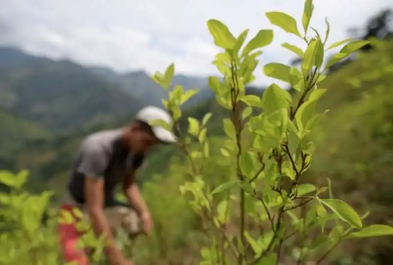 coltivazione di coca in colombia 9