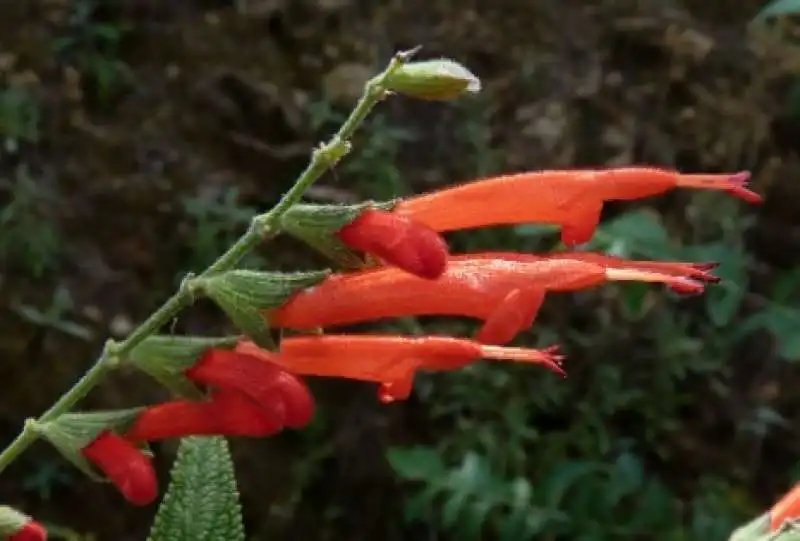 salvia haenkei  2