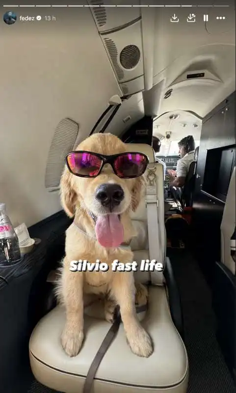 silvio, il cane di fedez, in jet privato verso la sardegna