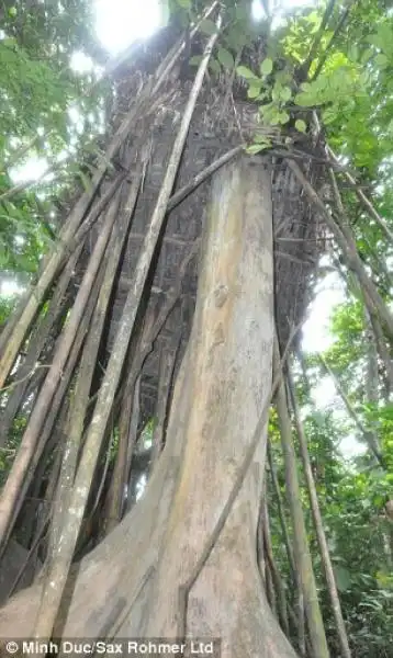 la casa nella foresta vietnamita dove hanno vissuto ho van thanh e il figlio ho van lang 