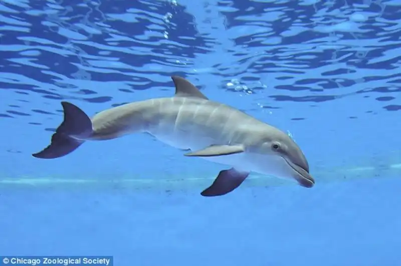 ZOO DI CHICAGO IL PICCOLO DELFINI NATO IN CATTIVITA 