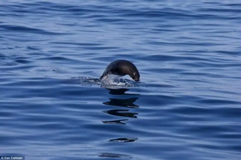 LA GUERRA TRA SQUALI E FOCHE A SEAL ISLAND IN SUDAFRICA 