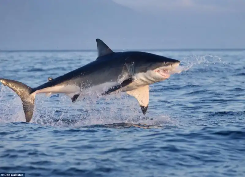 LA GUERRA TRA SQUALI E FOCHE A SEAL ISLAND IN SUDAFRICA 