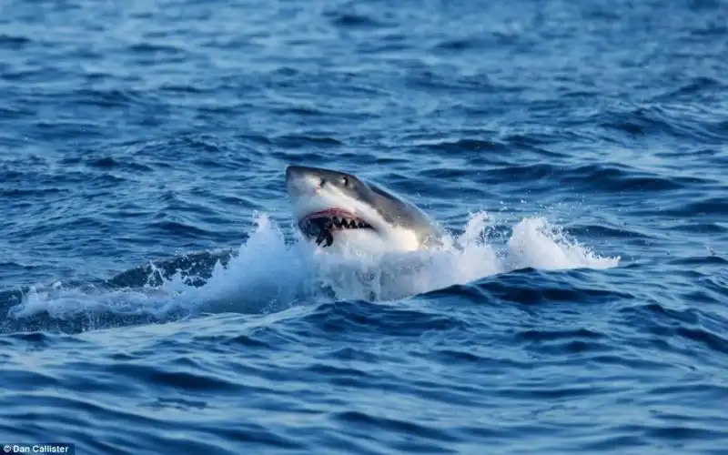 LA GUERRA TRA SQUALI E FOCHE A SEAL ISLAND IN SUDAFRICA 