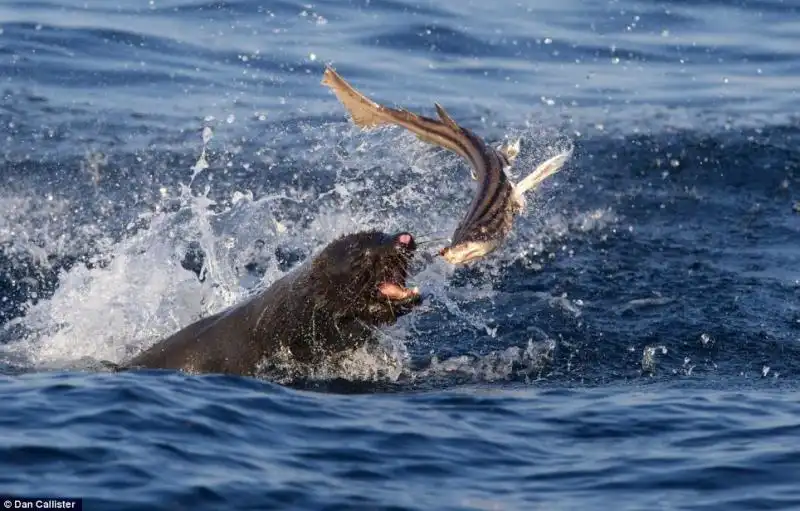 LA GUERRA TRA SQUALI E FOCHE A SEAL ISLAND IN SUDAFRICA 