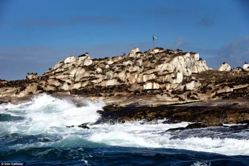 LA GUERRA TRA SQUALI E FOCHE A SEAL ISLAND IN SUDAFRICA 