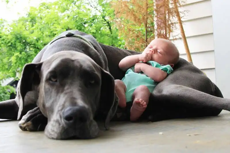 cagnoloni e bambini 10