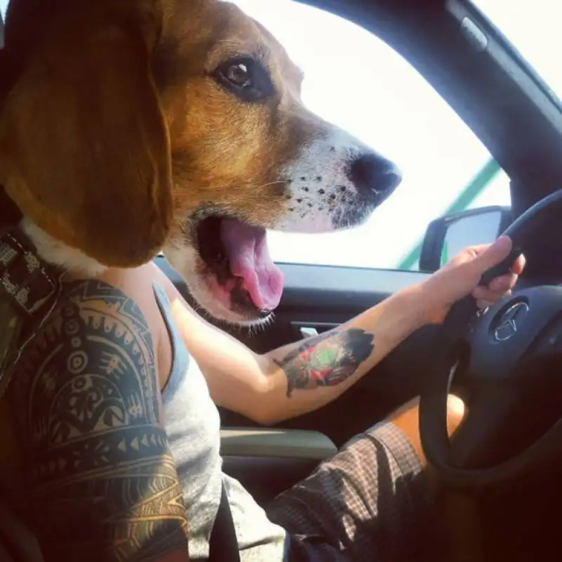 cane al volante