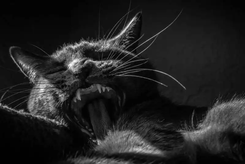 cat black and white photography 22