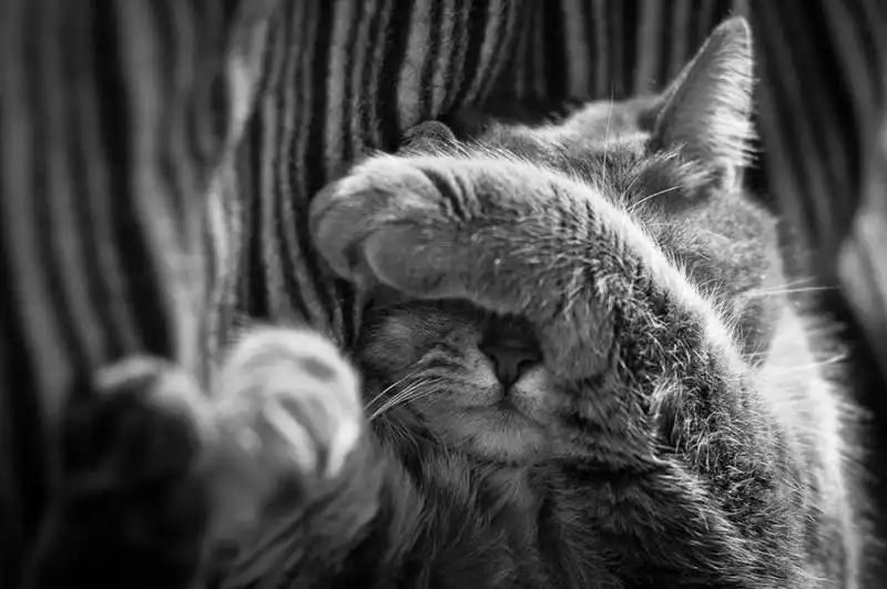 cat black and white photography 7