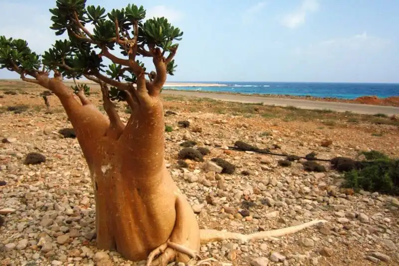 desert rose a socotra