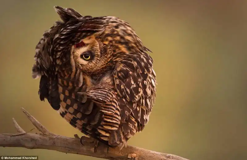 gufo al jahra pool reserve