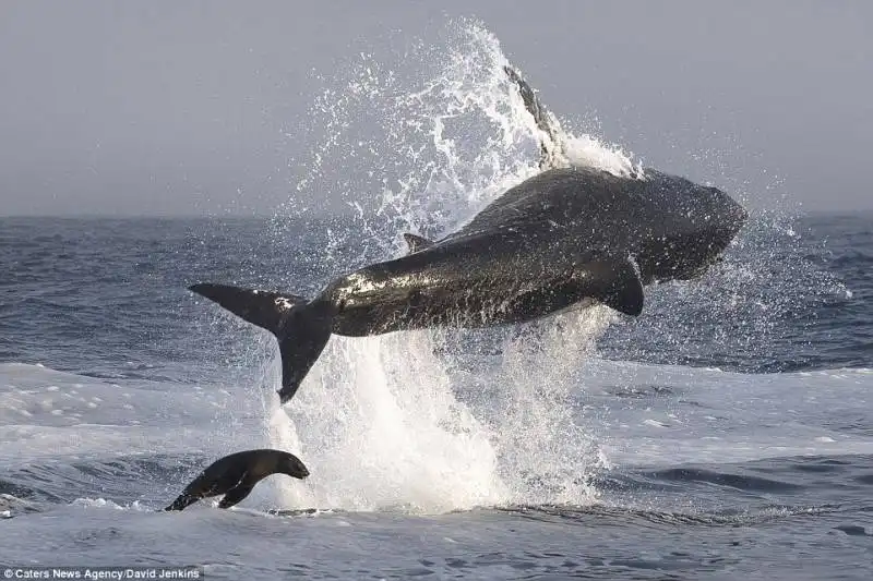 la foca e lo squalo bianco 1