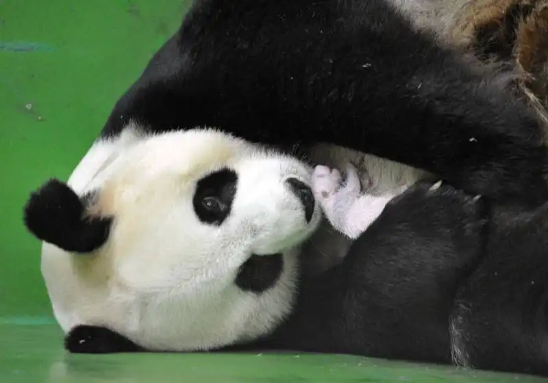 panda ju xiao con cucciolo in cina