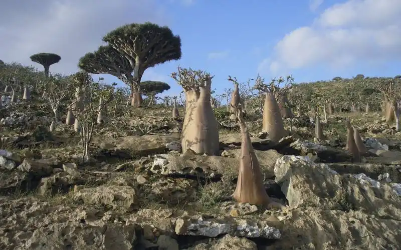 socotra