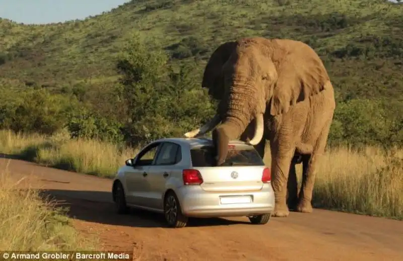 sudafrica   un elefante schiaccia un auto 2