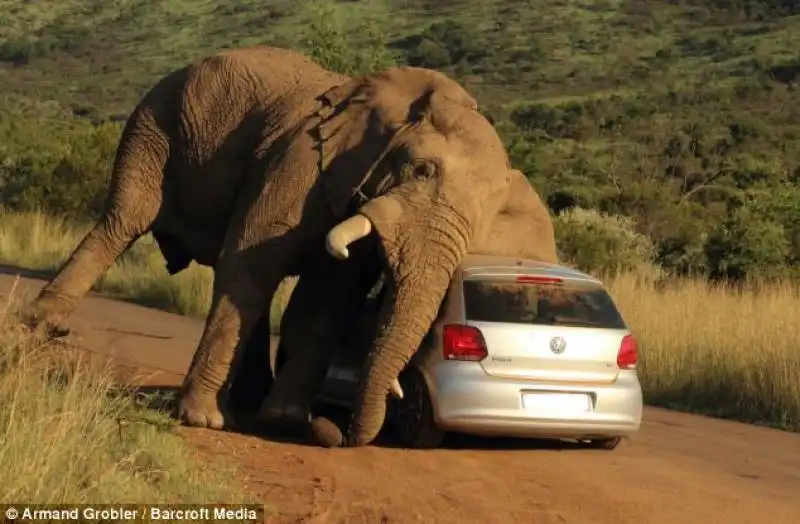 sudafrica   un elefante schiaccia un auto 3