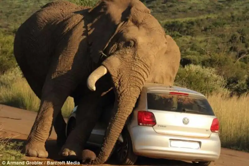 sudafrica   un elefante schiaccia un auto 4