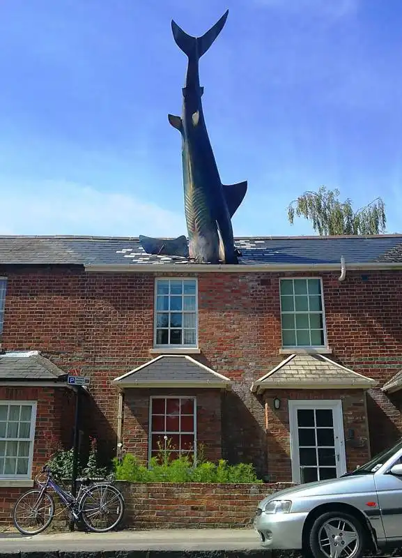 the shark, a oxford nel regno unito