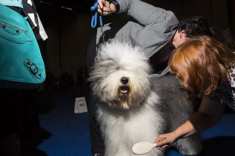 world dog show a helsinki