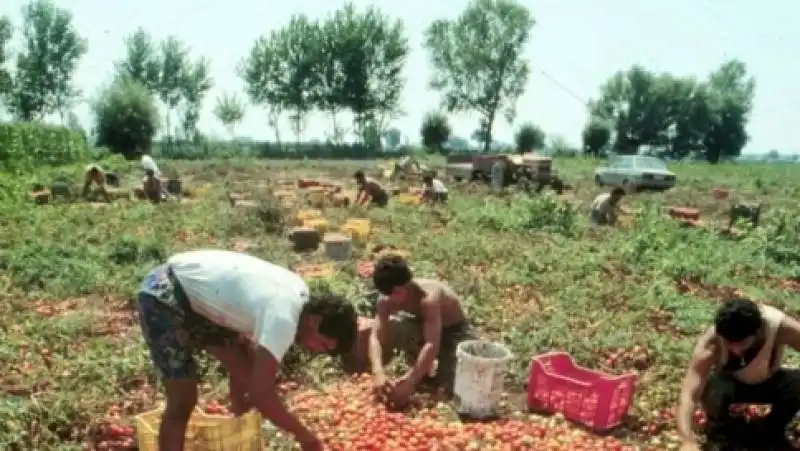 BRACCIANTI A LAVORO