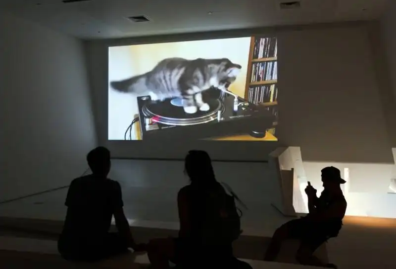 gatti e internet   la mostra al momi 10