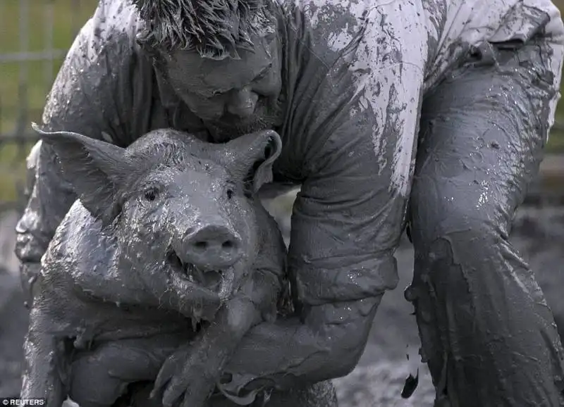 pig race   canada  1