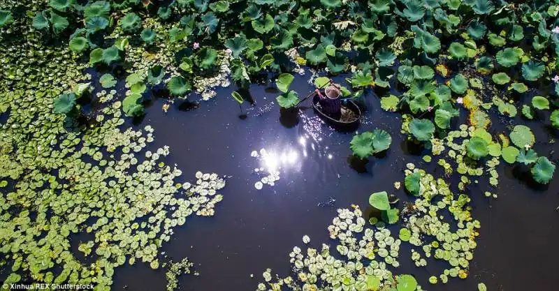 semi di loto nel lago taihu 3