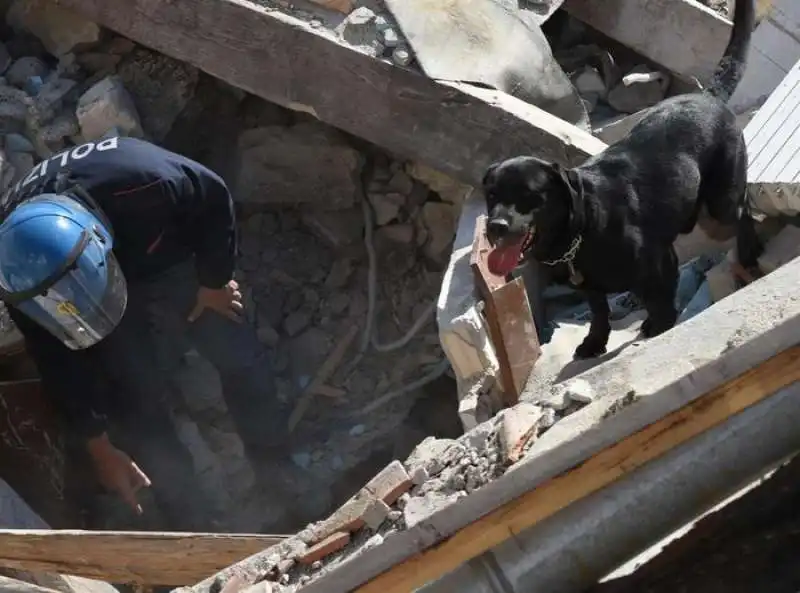 cani salvataggio amatrice