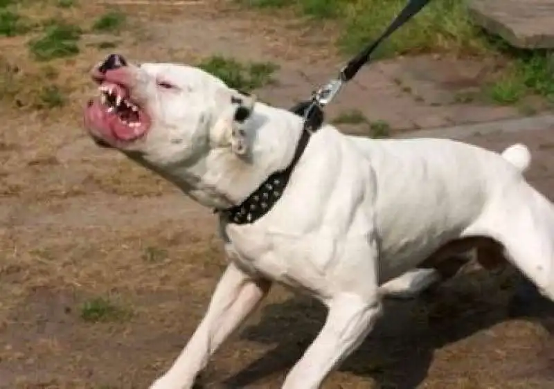 DOGO ARGENTINO