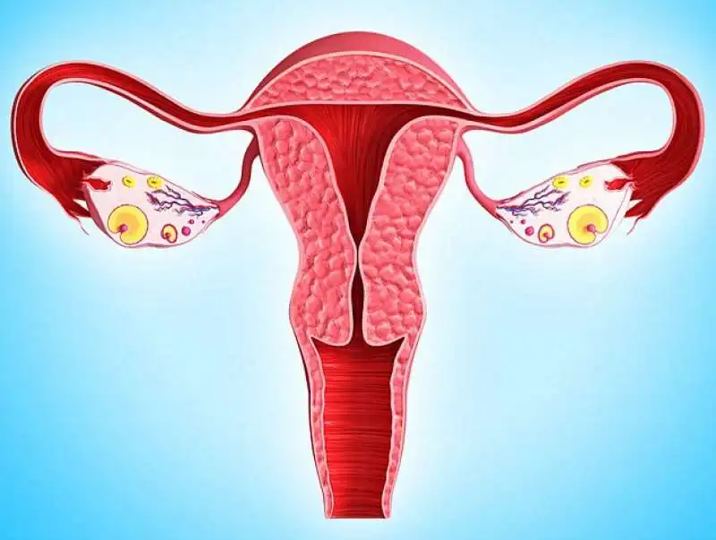 la vagina si rafforza con esercizi kegel