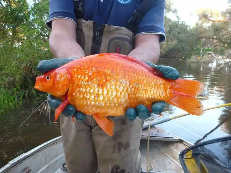 un pesce  rosso troppo cresciuto