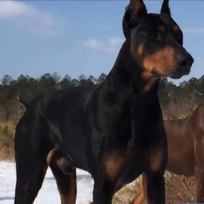 DOBERMAN