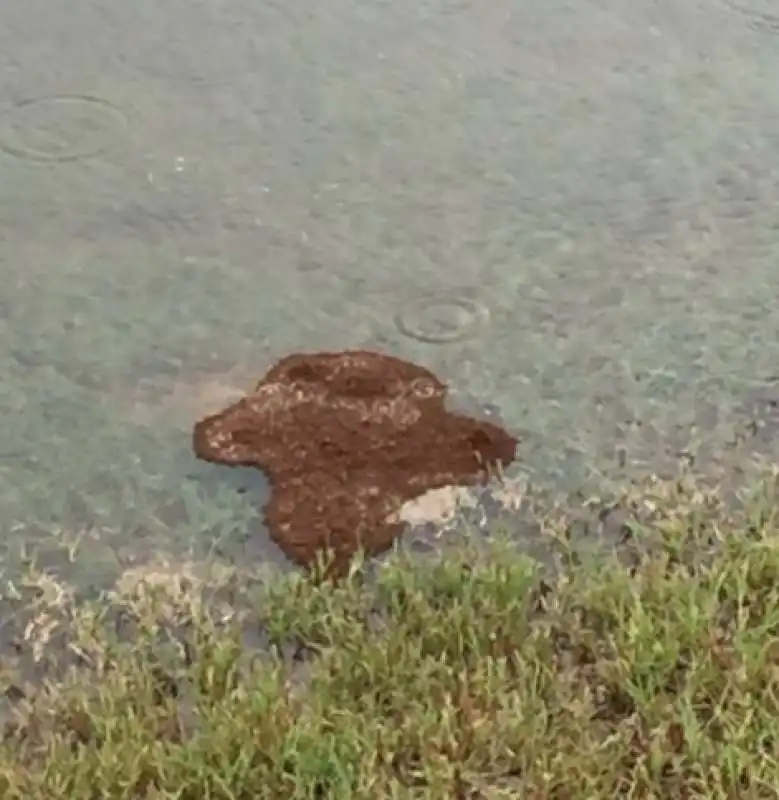 isole di formiche di fuoco durante uragano harvey  2