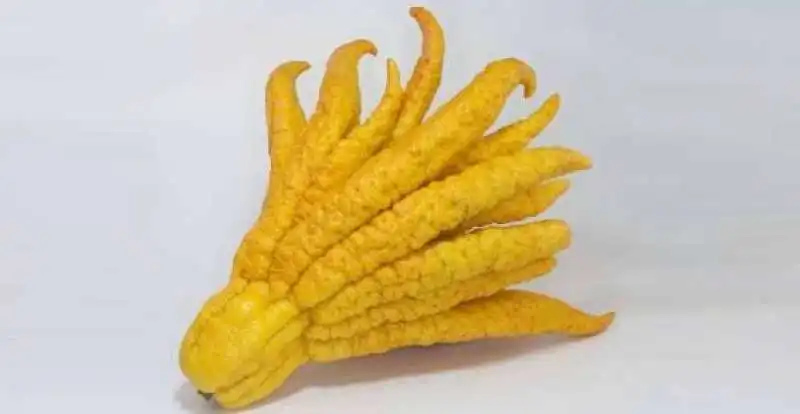 Mano di Buddha cedro