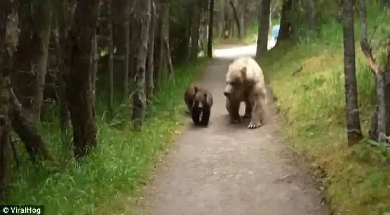 orsa e cuccioli al katmai national park