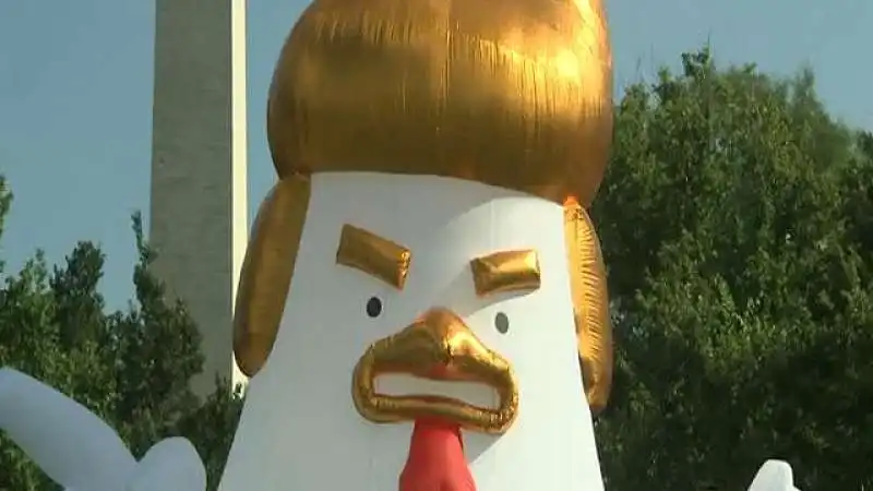 POLLO TRUMP 3