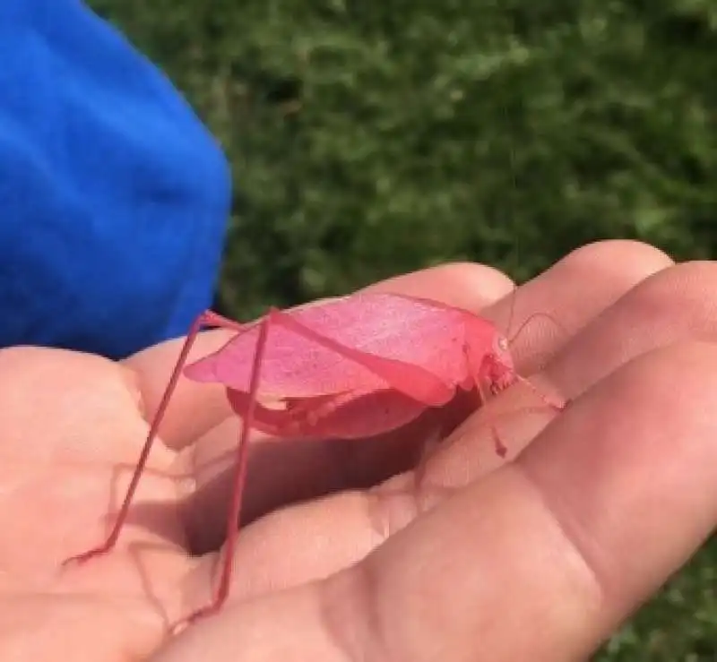 cavalletta rosa