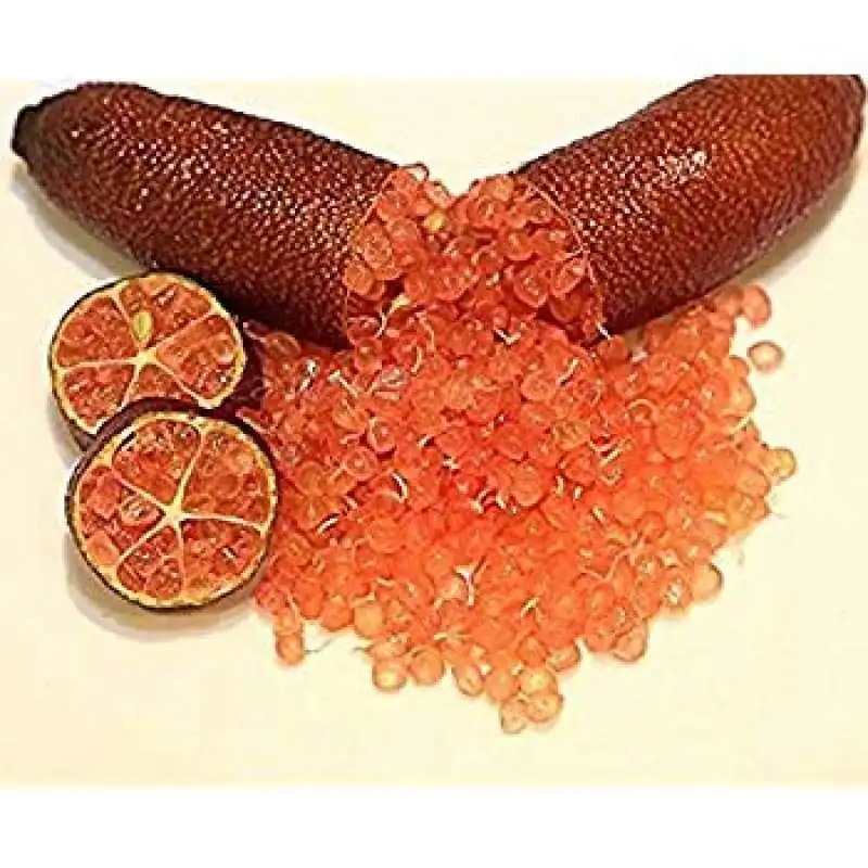 finger lime 1