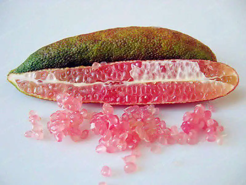 finger lime 4