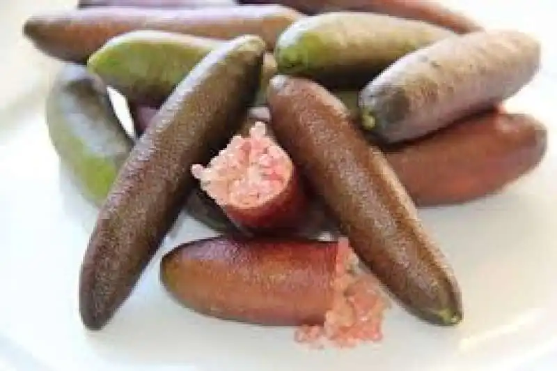 finger lime 5